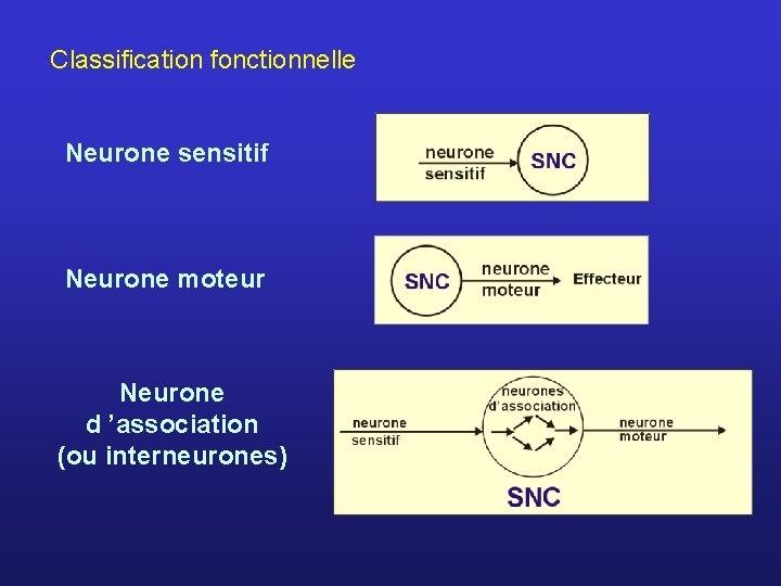 Classification fonctionnelle Neurone sensitif Neurone moteur Neurone d ’association (ou interneurones) 