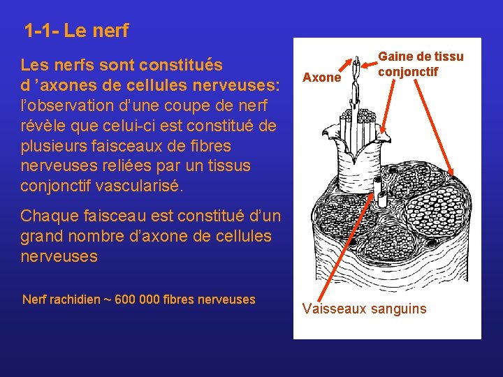 1 -1 - Le nerf Gaine de tissu conjonctif Les nerfs sont constitués Axone