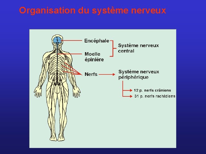 Organisation du système nerveux 