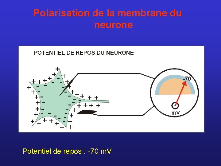Polarisation de la membrane du neurone Potentiel de repos : -70 m. V 