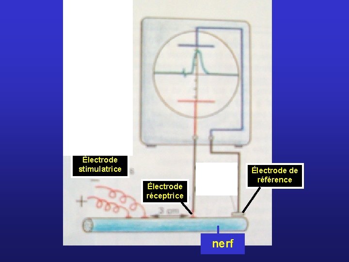 Électrode stimulatrice Électrode de référence Électrode réceptrice nerf 