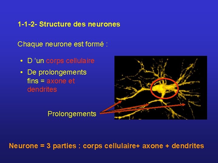 1 -1 -2 - Structure des neurones Chaque neurone est formé : • D