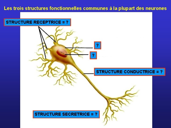 Les trois structures fonctionnelles communes à la plupart des neurones STRUCTURE RECEPTRICE = ?