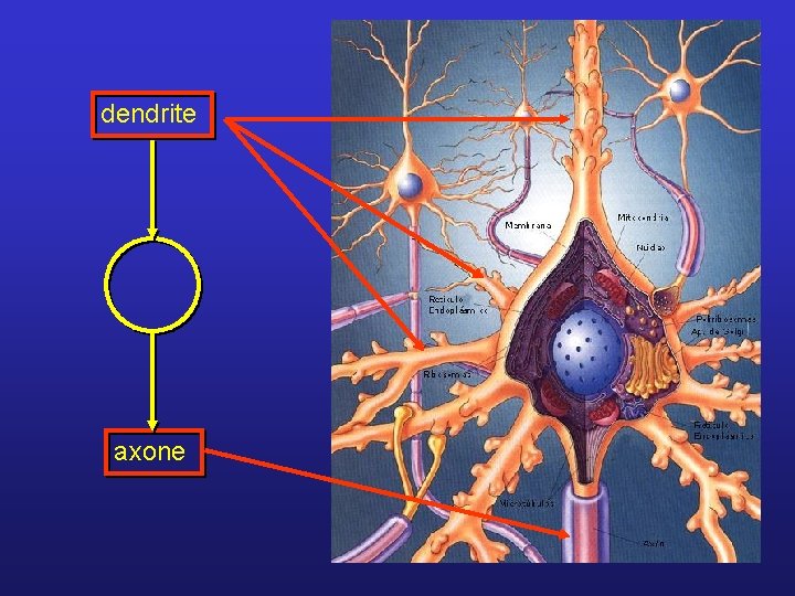 dendrite axone 