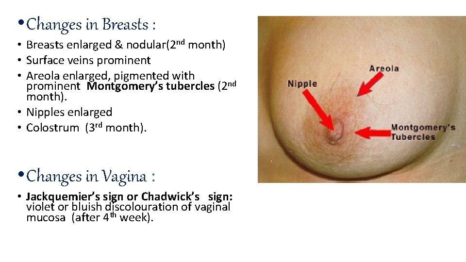 • Changes in Breasts : • Breasts enlarged & nodular(2 nd month) • • Changes in Breasts : • Breasts enlarged & nodular(2 nd month) •