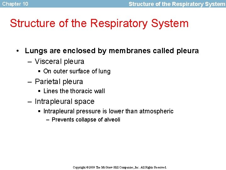 Structure of the Respiratory System Chapter 10 Structure of the Respiratory System • Lungs