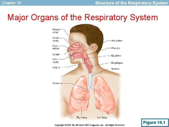 Chapter 10 Structure of the Respiratory System Major Organs of the Respiratory System Copyright