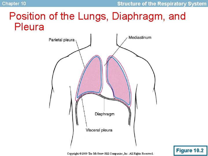 Chapter 10 Structure of the Respiratory System Position of the Lungs, Diaphragm, and Pleura