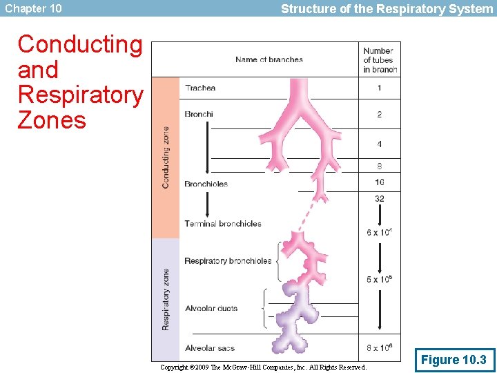 Chapter 10 Structure of the Respiratory System Conducting and Respiratory Zones Copyright © 2009
