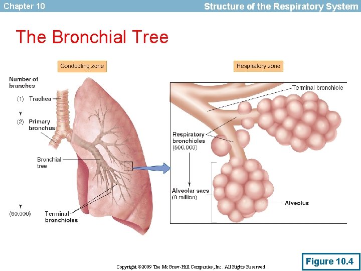 Structure of the Respiratory System Chapter 10 The Bronchial Tree Copyright © 2009 The