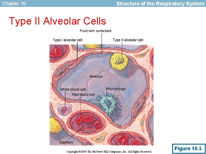 Structure of the Respiratory System Chapter 10 Type II Alveolar Cells Copyright © 2009