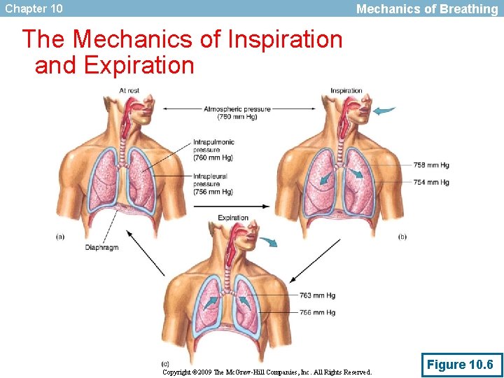 Mechanics of Breathing Chapter 10 The Mechanics of Inspiration and Expiration Copyright © 2009