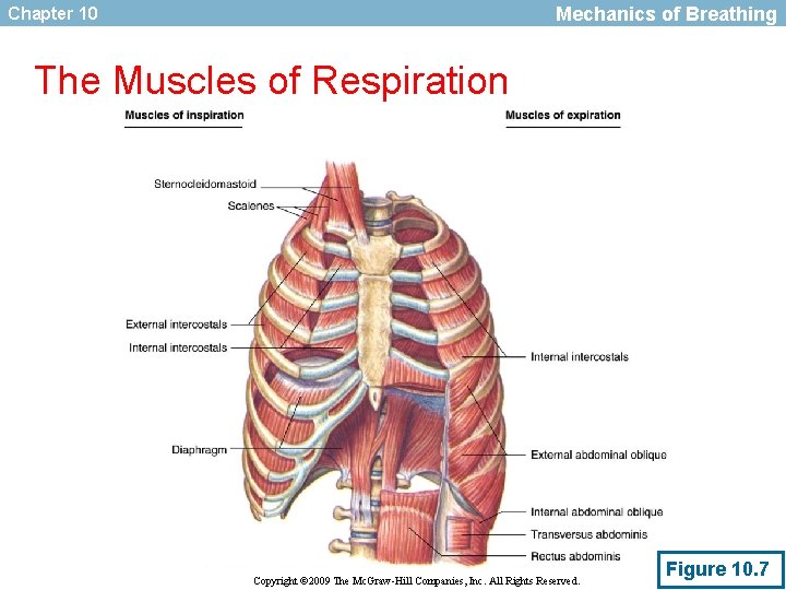 Mechanics of Breathing Chapter 10 The Muscles of Respiration Copyright © 2009 The Mc.
