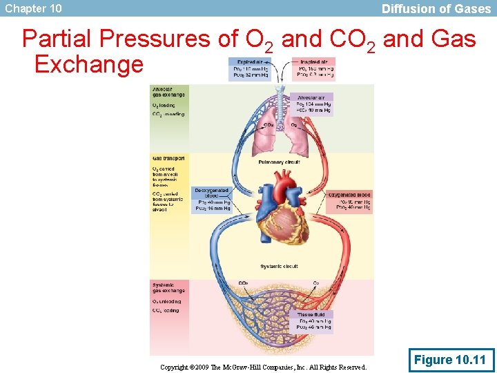 Diffusion of Gases Chapter 10 Partial Pressures of O 2 and CO 2 and
