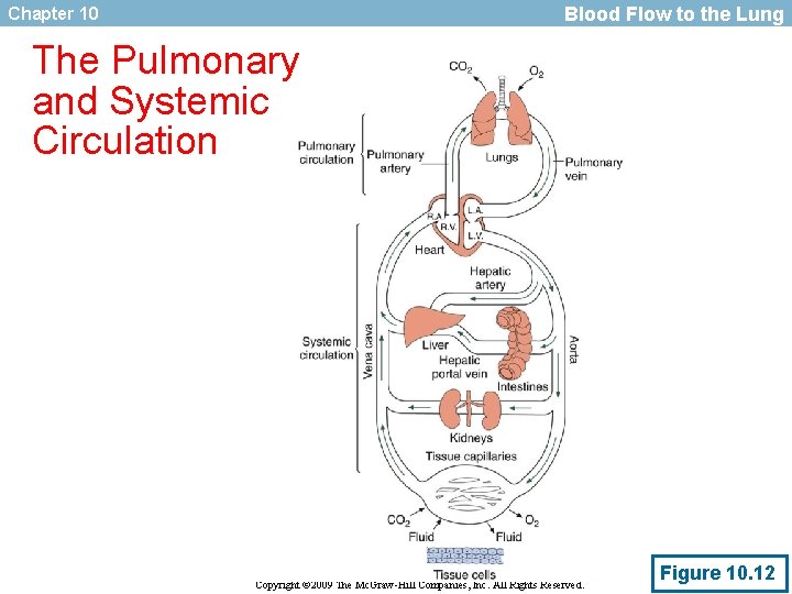 Blood Flow to the Lung Chapter 10 The Pulmonary and Systemic Circulation Copyright ©