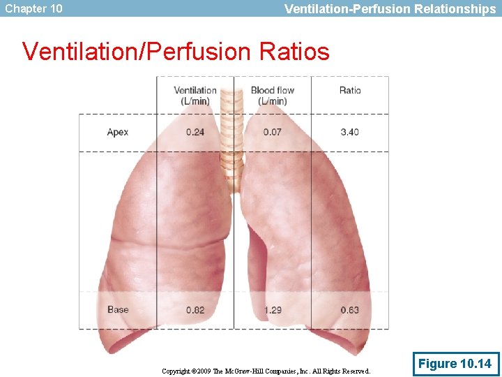 Chapter 10 Ventilation-Perfusion Relationships Ventilation/Perfusion Ratios Copyright © 2009 The Mc. Graw-Hill Companies, Inc.