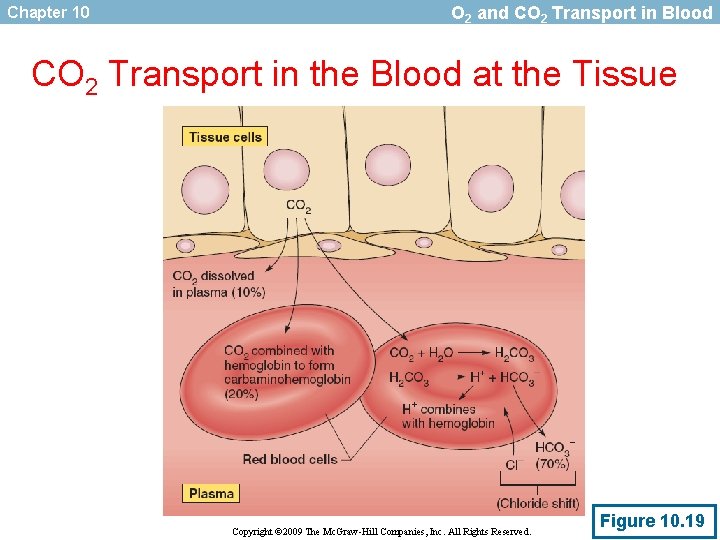Chapter 10 O 2 and CO 2 Transport in Blood CO 2 Transport in
