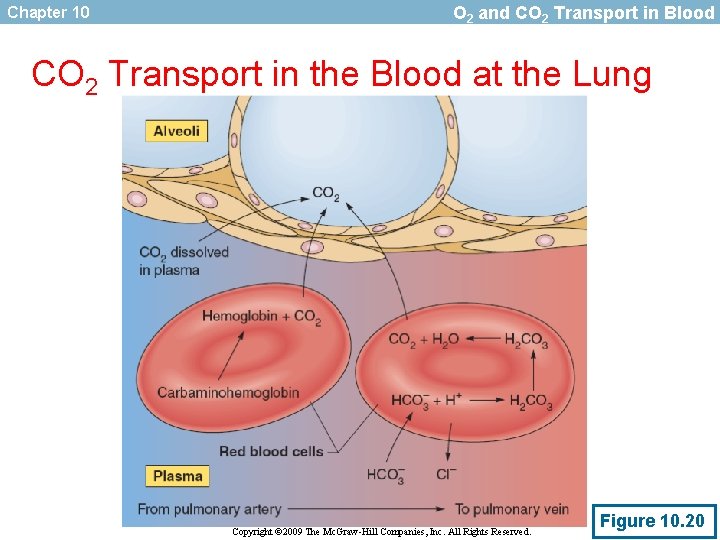 Chapter 10 O 2 and CO 2 Transport in Blood CO 2 Transport in
