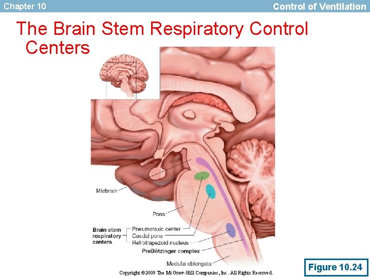Chapter 10 Control of Ventilation The Brain Stem Respiratory Control Centers Copyright © 2009