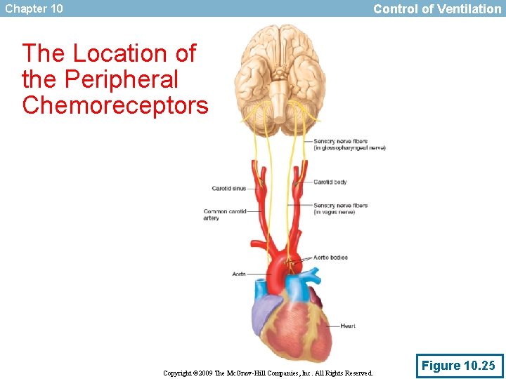 Control of Ventilation Chapter 10 The Location of the Peripheral Chemoreceptors Copyright © 2009