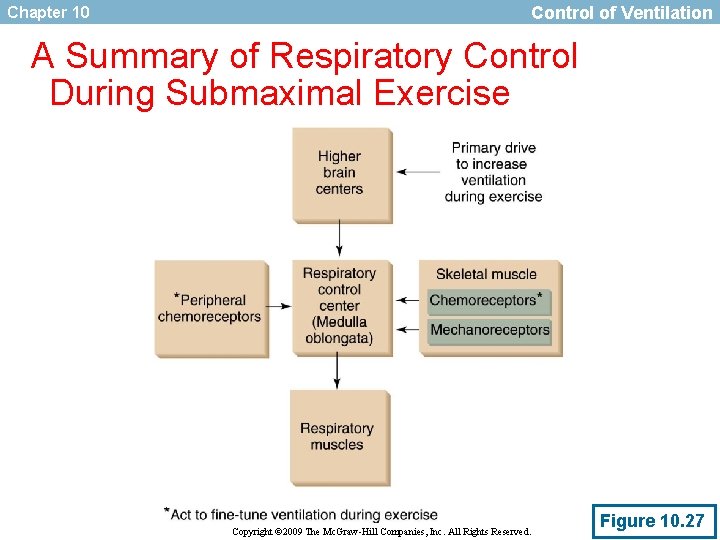 Chapter 10 Control of Ventilation A Summary of Respiratory Control During Submaximal Exercise Copyright