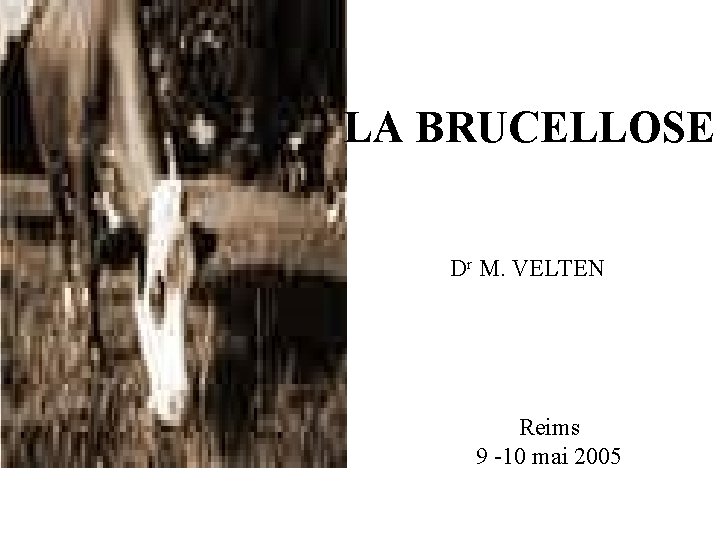 LA BRUCELLOSE Dr M. VELTEN Reims 9 -10 mai 2005 