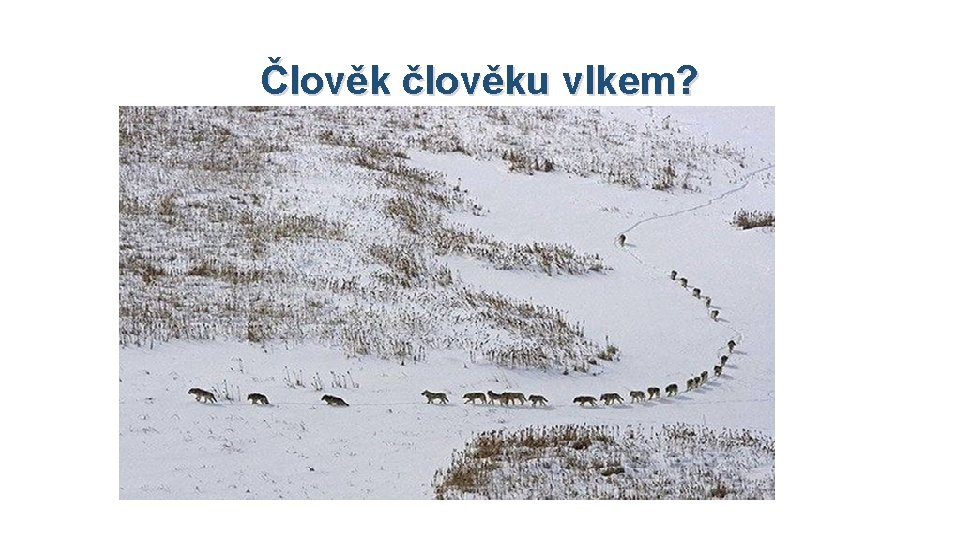 Člověk člověku vlkem? 