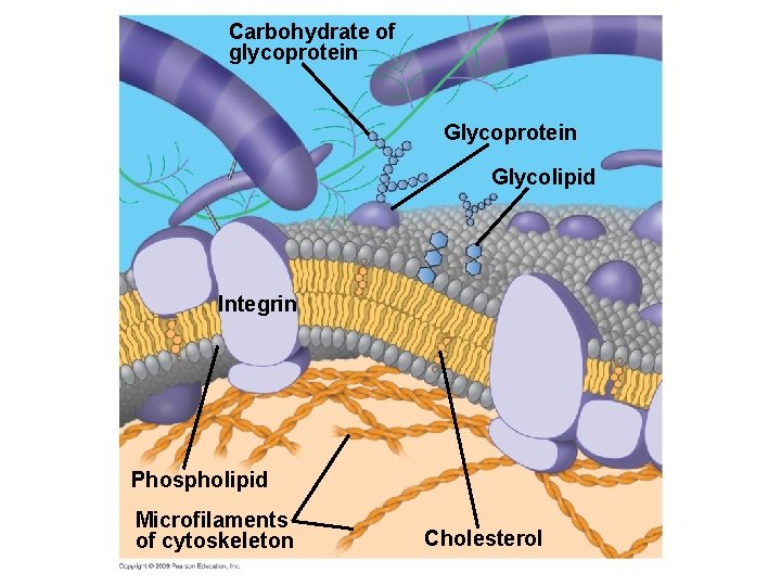 Carbohydrate of glycoprotein Glycolipid Integrin Phospholipid Microfilaments of cytoskeleton Cholesterol 