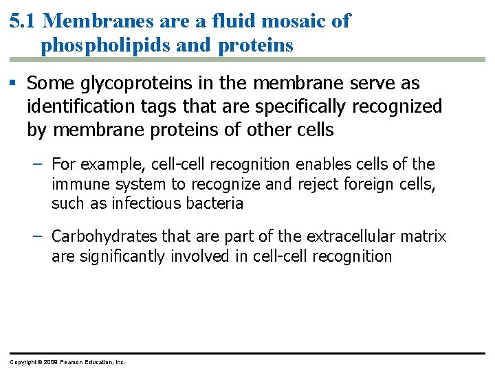 5. 1 Membranes are a fluid mosaic of phospholipids and proteins § Some glycoproteins