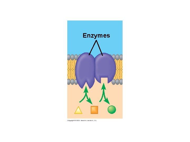 Enzymes 