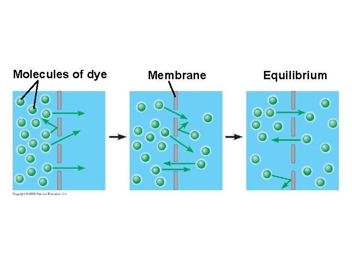 Molecules of dye Membrane Equilibrium 