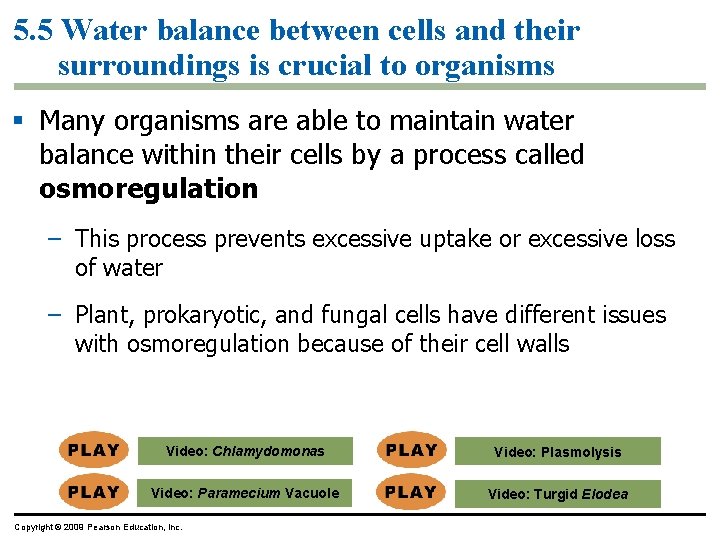 5. 5 Water balance between cells and their surroundings is crucial to organisms §