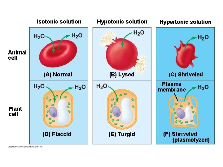 Isotonic solution Hypertonic solution (A) Normal (B) Lysed (C) Shriveled Animal cell Plasma membrane