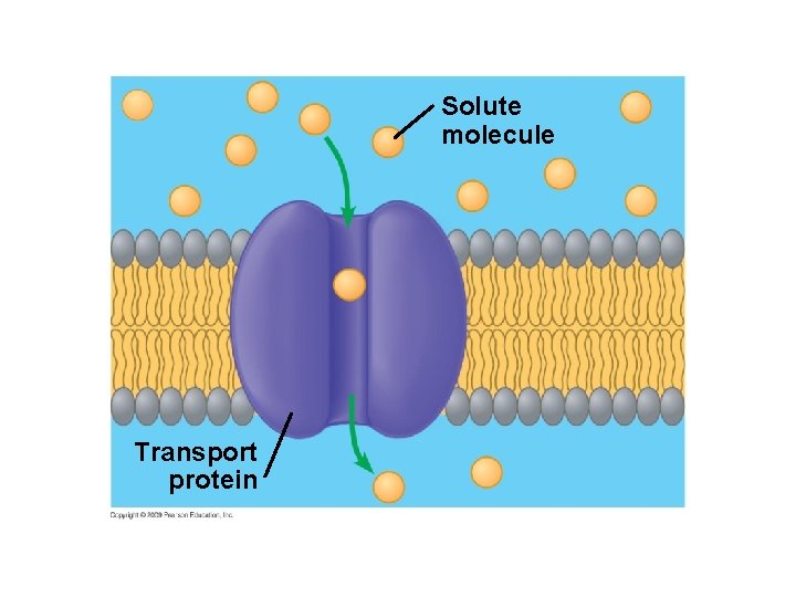 Solute molecule Transport protein 