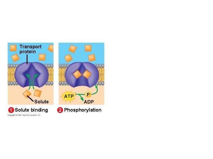 Transport protein Solute 1 Solute binding 2 Phosphorylation 