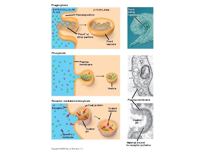 Phagocytosis EXTRACELLULAR FLUID CYTOPLASM Pseudopodium Food being ingested “Food” or other particle Food vacuole