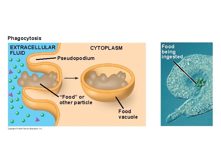 Phagocytosis EXTRACELLULAR FLUID CYTOPLASM Pseudopodium “Food” or other particle Food vacuole Food being ingested