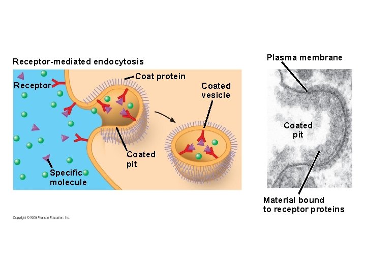 Plasma membrane Receptor-mediated endocytosis Receptor Coat protein Coated vesicle Coated pit Specific molecule Coated