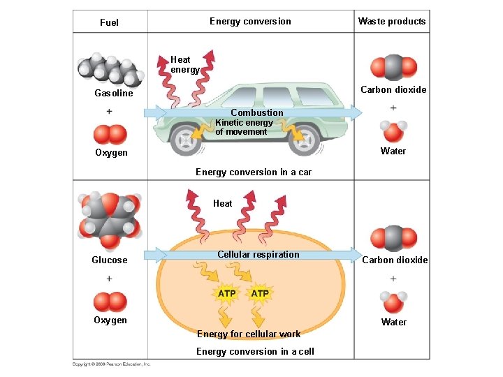 Energy conversion Fuel Waste products Heat energy Carbon dioxide Gasoline Combustion Kinetic energy of