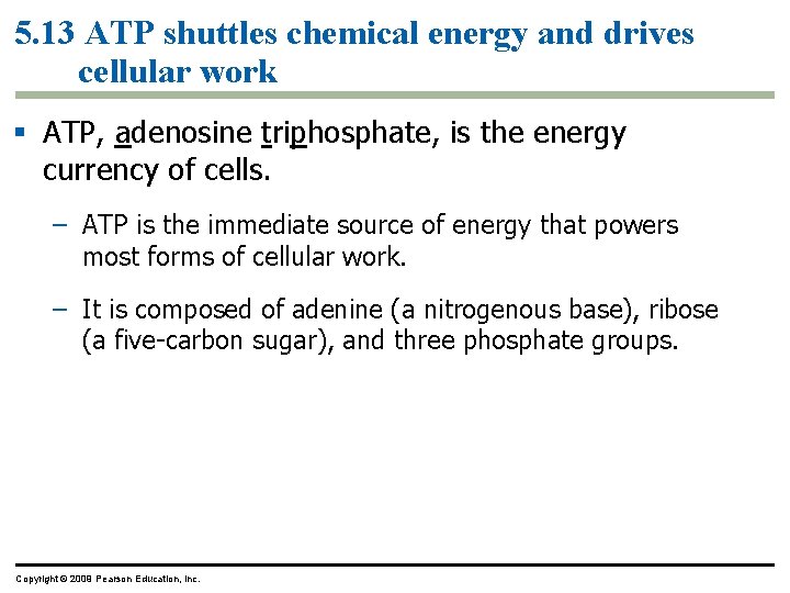 5. 13 ATP shuttles chemical energy and drives cellular work § ATP, adenosine triphosphate,