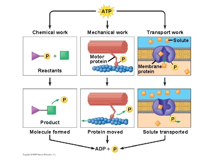 Chemical work Mechanical work Transport work Solute Motor protein Reactants Membrane protein Product Molecule