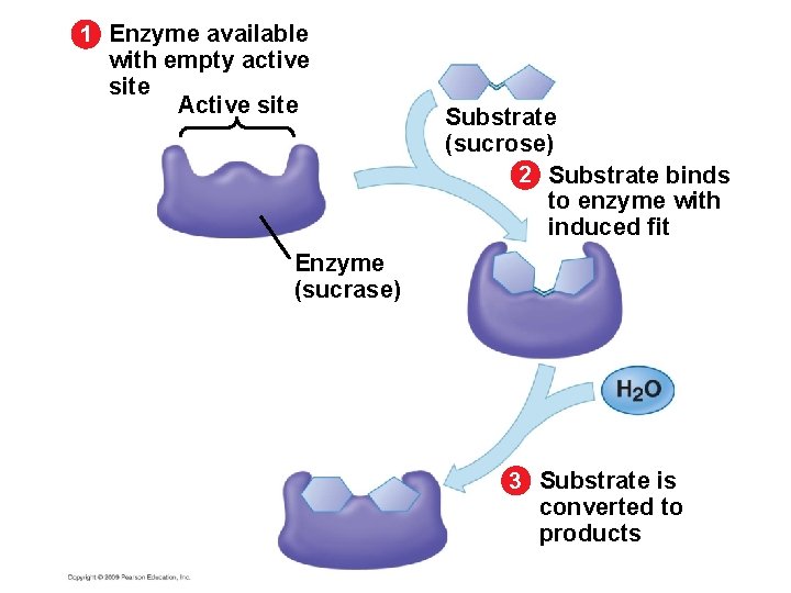 1 Enzyme available with empty active site Active site Substrate (sucrose) 2 Substrate binds