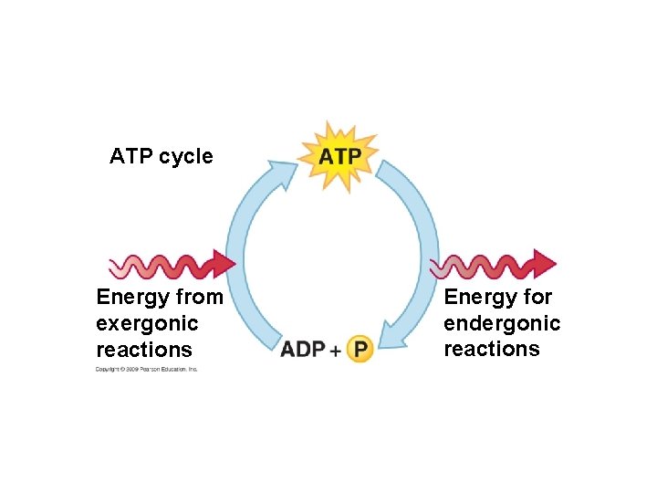 ATP cycle Energy from exergonic reactions Energy for endergonic reactions 