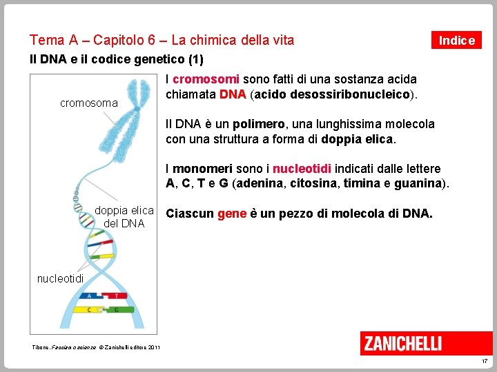 Tema A – Capitolo 6 – La chimica della vita Indice Il DNA e Tema A – Capitolo 6 – La chimica della vita Indice Il DNA e