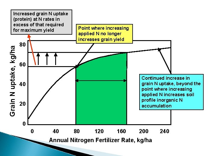 Grain N uptake, kg/ha Increased grain N uptake (protein) at N rates in excess