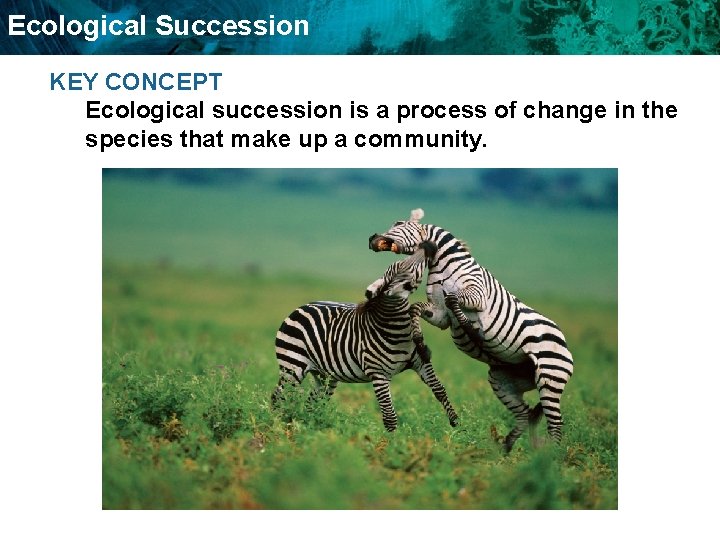 Ecological Succession KEY CONCEPT Ecological succession is a process of change in the species