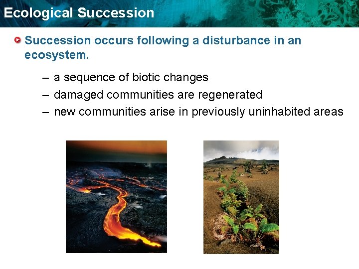 Ecological Succession occurs following a disturbance in an ecosystem. – a sequence of biotic