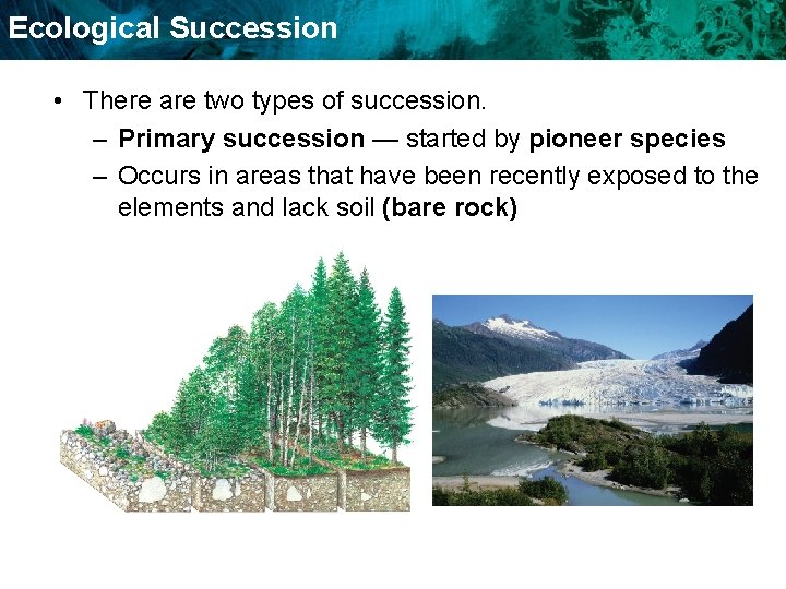 Ecological Succession • There are two types of succession. – Primary succession — started