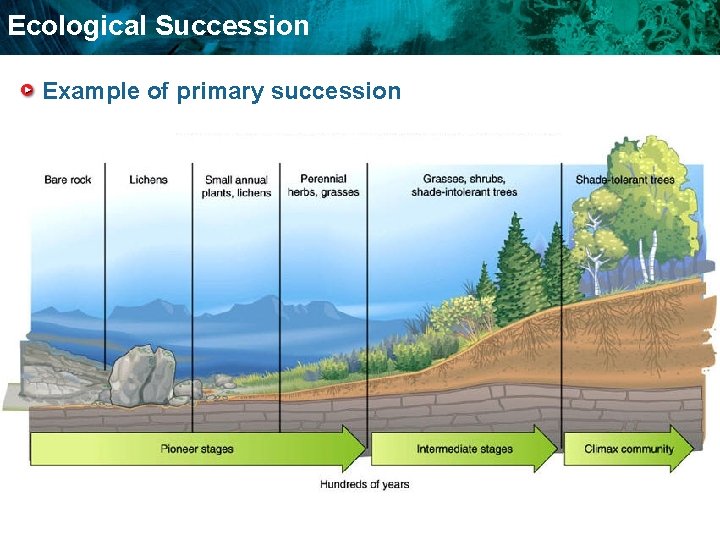 Ecological Succession Example of primary succession 