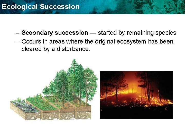 Ecological Succession – Secondary succession — started by remaining species – Occurs in areas